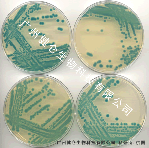 单增李斯特菌诊断血清12瓶套装【日本生研】